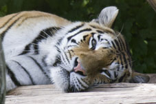 Liegender Tiger, der in die Kamera blickt