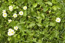 Blumenwiese von oben fotografiert
