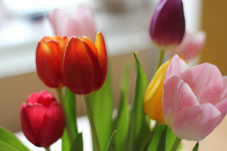 Strauss bunter Tulpen 