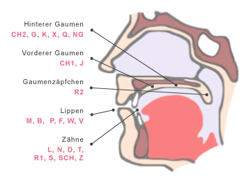 Grafische schematische Abbildung des Mundraumes von der Seite